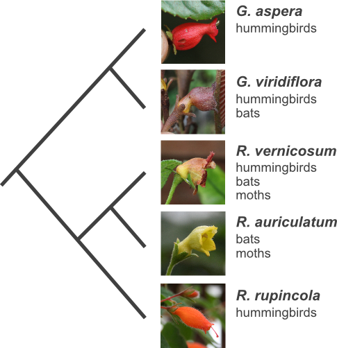 Pollination syndrome evolution in Gesneria