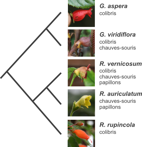 Pollination syndrome evolution in Gesneria