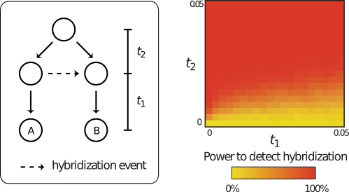 Detecting hybridisation