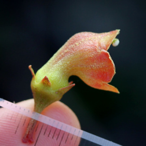 Flower of Rhytidopyllum bicolor