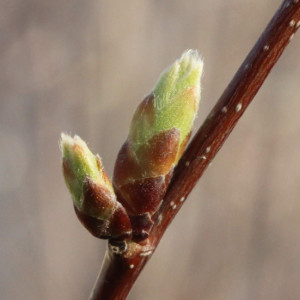 Bourgeaon de Carpinus caroliniana