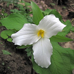 white trillium